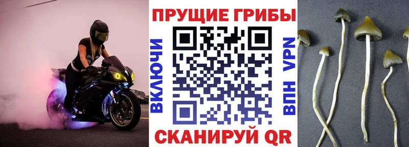 кракен зеркало  Отрадный  Псилоцибиновые грибы GOLDEN TEACHER 